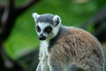 Obraz premium Ringtailed lemur