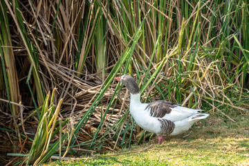 PATO CON MANCHAS CAFES