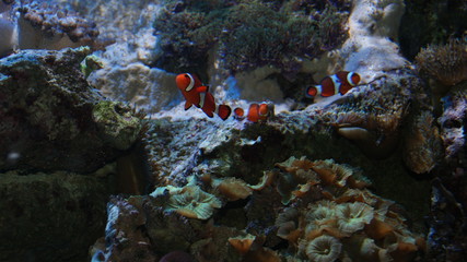 Beautiful detail of a salt water tank with clown fish