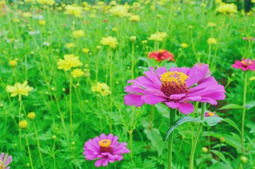 Pink flowers in the field