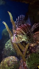 Naklejka na ściany i meble Dangeous lionfish on a coral reef