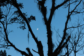Moon