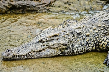 Crocodile in Crocodile Farm