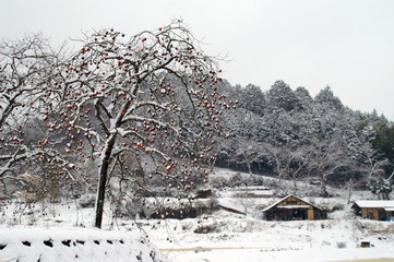 雪をかぶる柿の冬景色