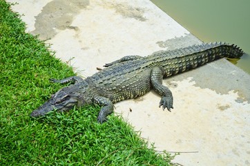 Crocodile in Crocodile Farm