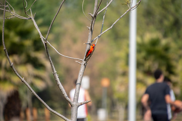 PAJARO CAFE CON ROJO