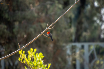 PAJARO CAFE CON ROJO