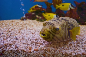 A swimming fish in a aquarium tank
