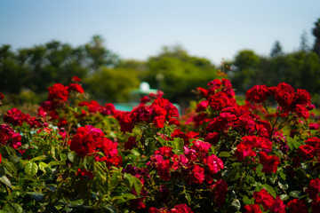 red rose in Rose Gardens