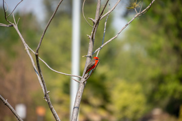 PAJARO CAFE CON ROJO
