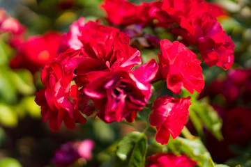 red rose in Rose Gardens