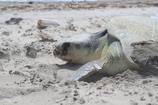 l&aacute;grimas de Tortuga Lora