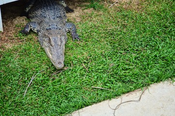 Obraz premium Crocodile in Crocodile Farm