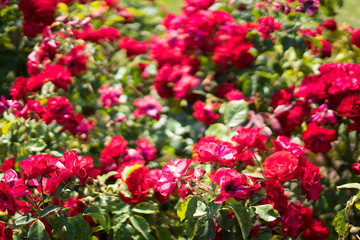 red rose in Rose Gardens