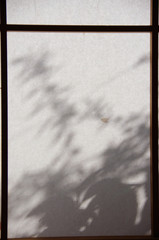 朝日を浴びて、障子に浮かび上がる草木、透過光