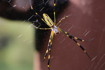 Giant Spider and spider webs with blurred green jungle background