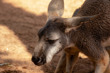 Fototapeta premium Kangaroo close up