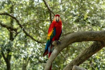 Colorful macaw