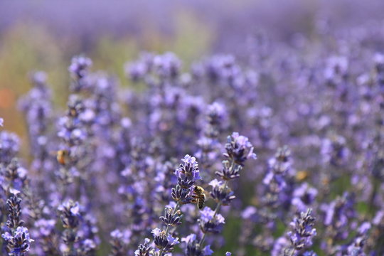 Close-up of growing violet lavender in French Provence © photorealistic