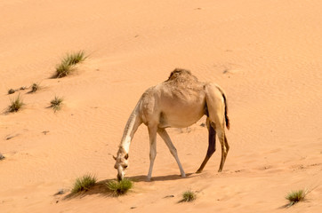 Feeding camel