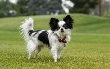 Chihuahua dog outdoor portrait standing in open grass