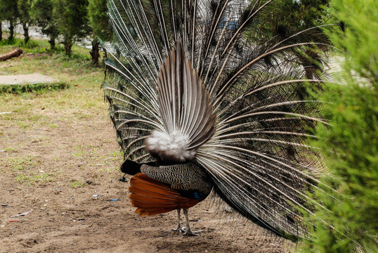 Trasero de pavo real