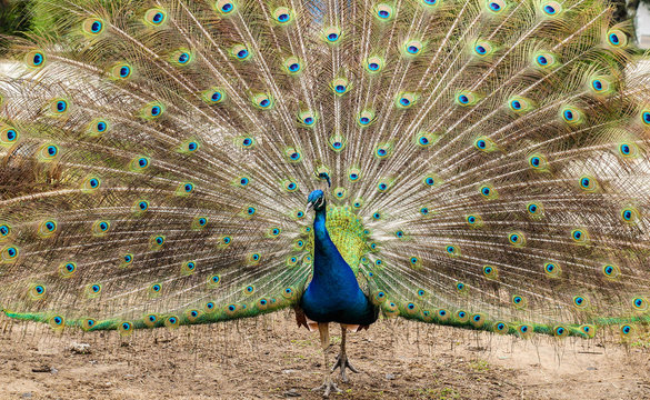 Pavo Real