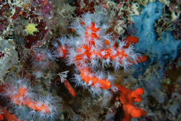 Fototapeta na wymiar Mediterranean red coral Corallium rubrum