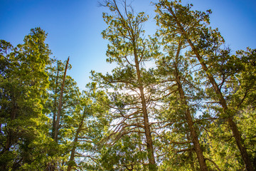 cipreses bosque ciprés arboles nativos con sol y cielo