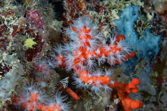 Mediterranean red coral Corallium rubrum