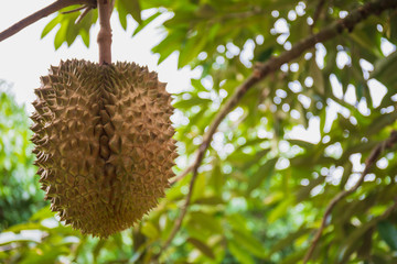 Close up fresh Durian fruit on tree in organic farm. Durians are the king of fruits of Thailand.