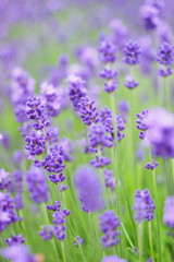 Fototapeta premium ラベンダー
