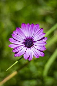  Daisy on a beautiful sunny day