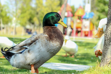 PATO CON CABEZA VERDE