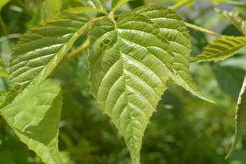 Green plant close up