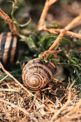 Garden Snail On Dry Grass Selective Focus.