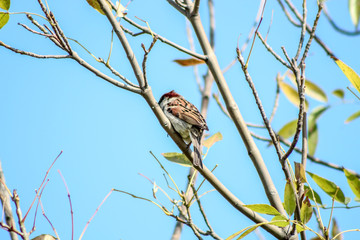 PAJARO POSANDO
