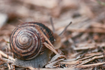 Spiral Shell Of Garden Snail, Copyspace, shallow DOF.
