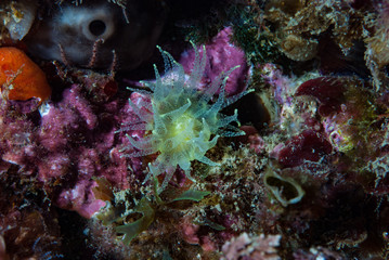 Yellow Polyp