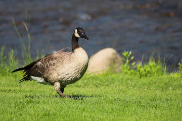 Canada Goose By The River