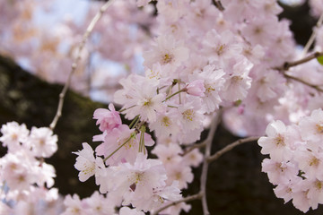八重桜／愛知県丹羽郡大口町五条川