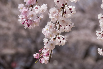 八重桜／愛知県丹羽郡大口町五条川