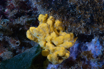 Fototapeta na wymiar Yellow Mediterranean Sponge