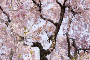 八重桜／愛知県丹羽郡大口町五条川