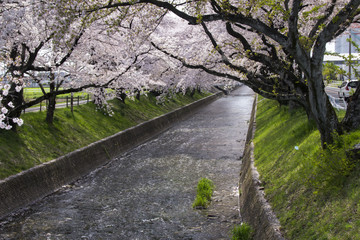 五条川の桜並木／愛知県丹羽郡大口町