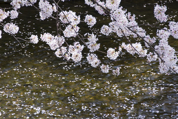 五条川の桜並木／愛知県丹羽郡大口町