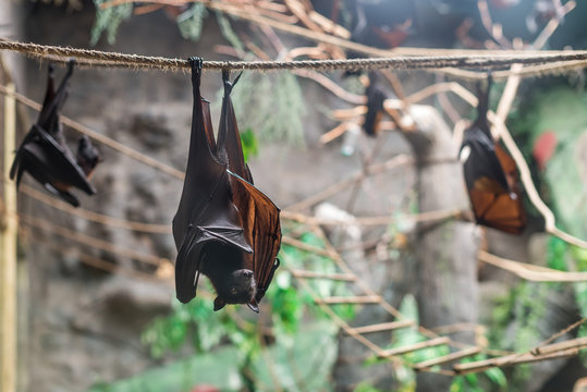 Malayan Bat (Pteropus Vampyrus) Hanging On A Rope