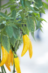 red hot chili peppers