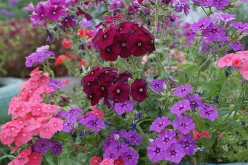 Флоксы однолетние растущие в сибири