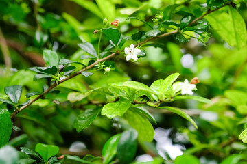Obraz premium Closeup nature view of green leaf on blurred greenery background in garden with copy space using as background natural green plants landscape, ecology, fresh wallpaper concept.
